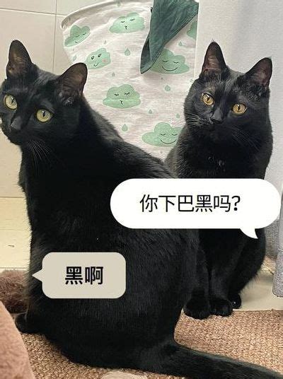 看到黑猫代表什么|看见黑猫代表什么预兆